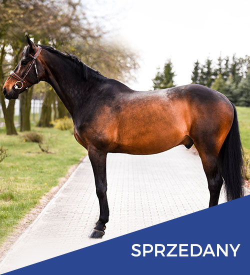 konie na sprzedaż boniek